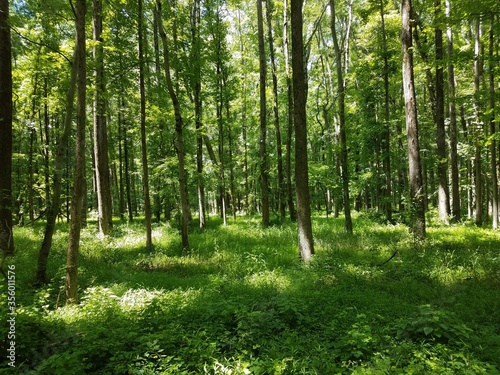 trees in woods or forest