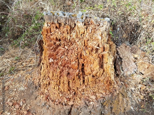 rotting or decomposing brown tree trunk or bark