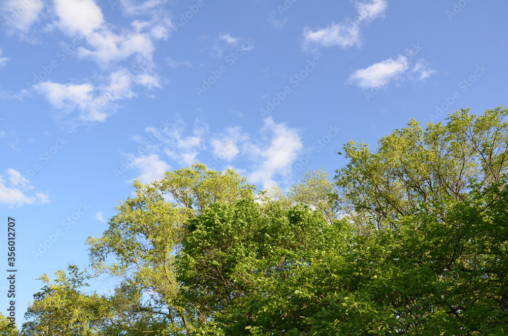 tall trees with green leaves and blue sky and clouds