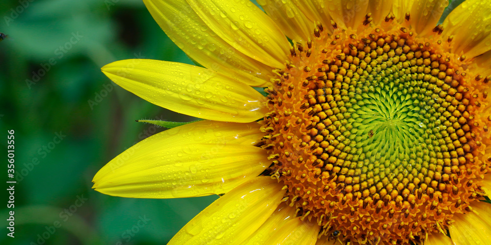 close up of sunflower in a field close up of sunflower in a field