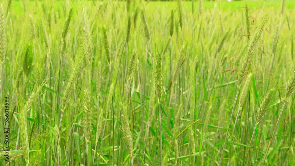 Green ears of wheat swaying in the wind. Green ears of wheat swaying in the wind.