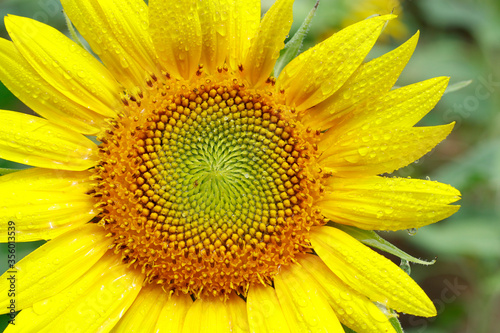 close up of sunflower in a field 