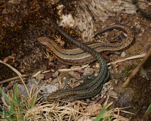 A male and female common lizard begin courtship. Focus is on the male bottom lizard. The female above is more camouflaged to protect her and her offspring. Scientific name Zootoca Vivipara.