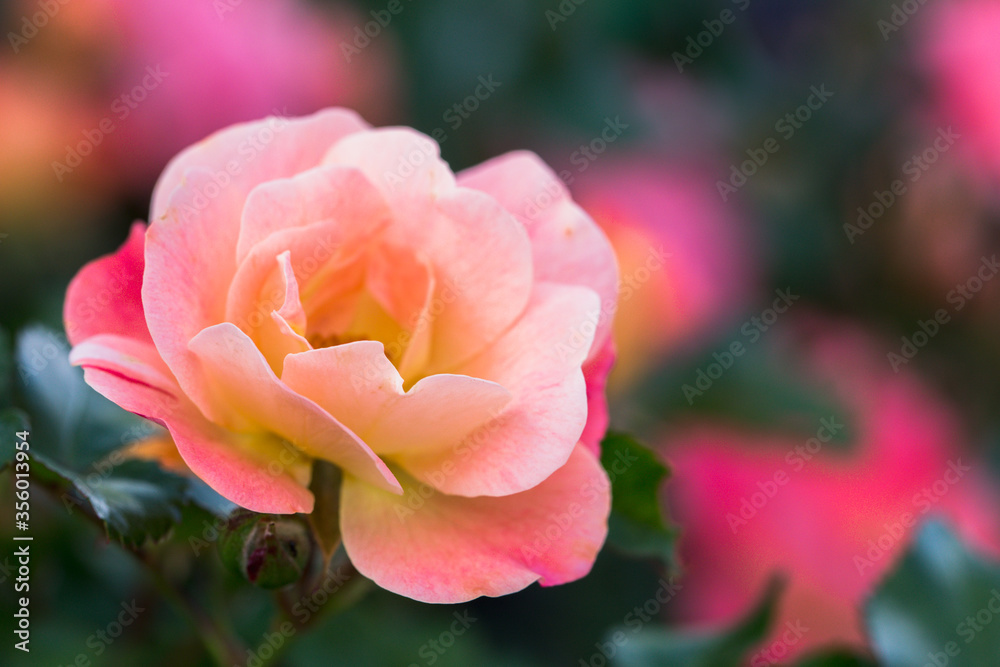 Coral knockout rose with soft background Coral knockout rose with soft background