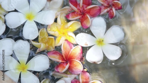 Beautiful plumeria flowers in the pond where the sun shines a concept about spa and relaxation