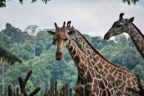 Canvas Print A close up on a giraffe