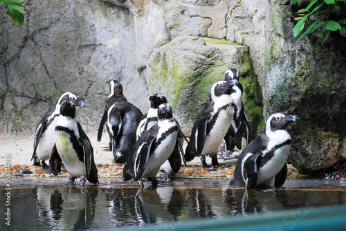 Group penguins walking aimlessly