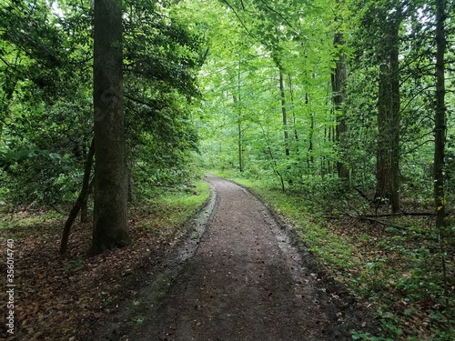 trail or path in the forest or woods with trees