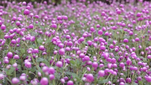 Beautiful purple flowers in the Asian garden in summer 