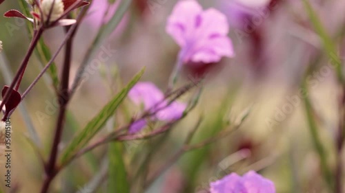 Beautiful purple flowers in the Asian garden in summer 