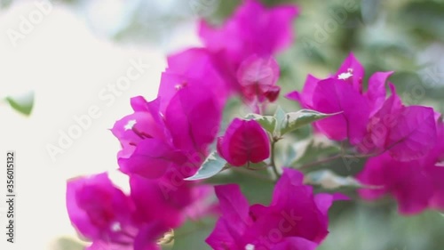  Beautiful purple flowers( Bougainvillea ) in the Asian garden in summer