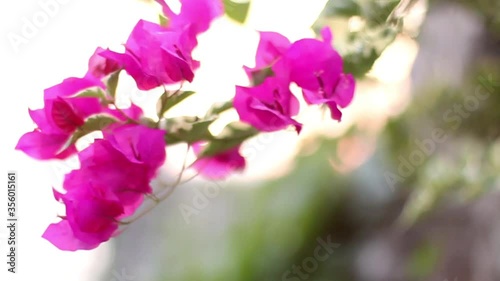  Beautiful purple flowers( Bougainvillea ) in the Asian garden in summer