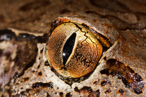 Giant Barred Frog photo