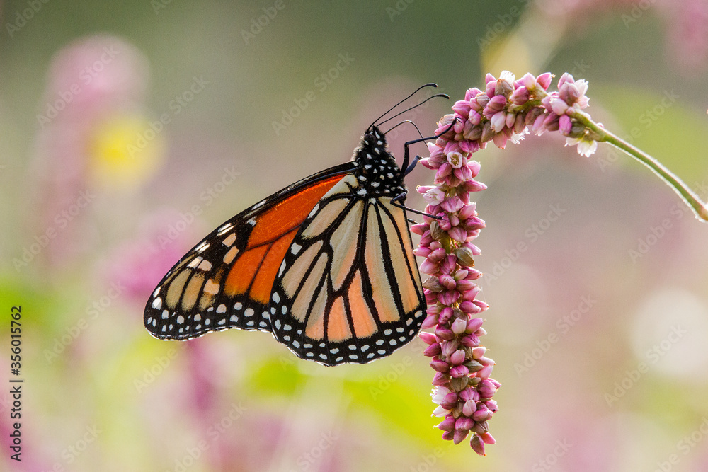 Wanderer or Monarch Butterfly feeding from flower Wanderer or Monarch Butterfly feeding from flower