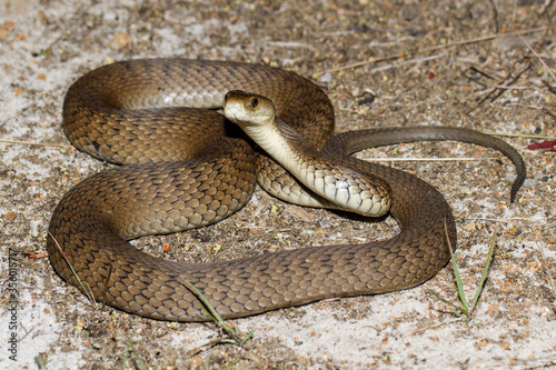 Rough-scaled Snake
