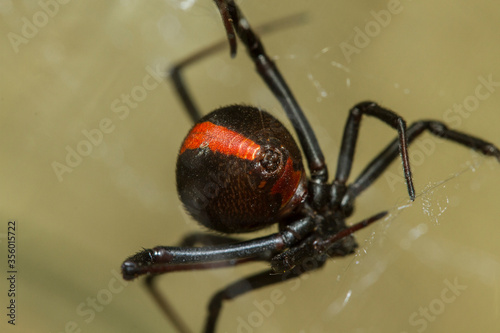 Red-backed SPider