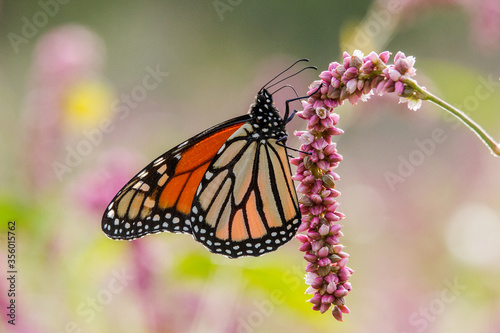 Wanderer or Monarch Butterfly feeding from flower © Ken Griffiths