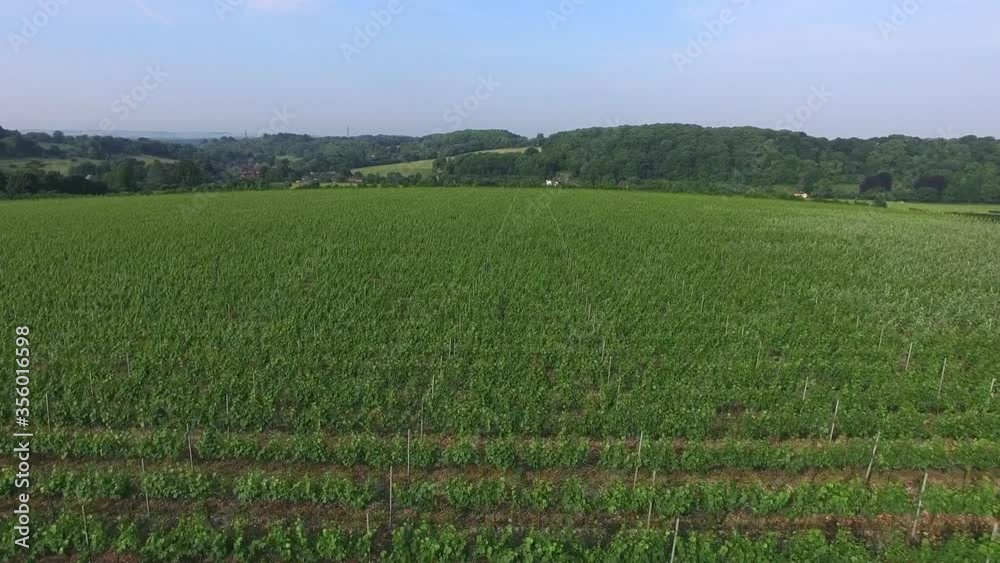 Hampshire Countryside and Hambledon Vineyard UK Hampshire Countryside and Hambledon Vineyard UK