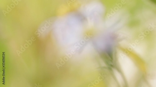 Blooming Chamomile flowers with yellow stamens close up with soft focus swaying in the wind  and Blurred background in spring meadow
