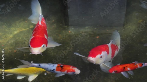 Fish Koi, Fancy carp swimming in a pond