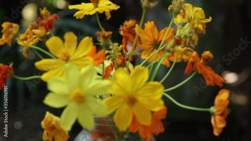 The beautiful yellow cosmos in a vase placed on a wooden table with the light from the sunset