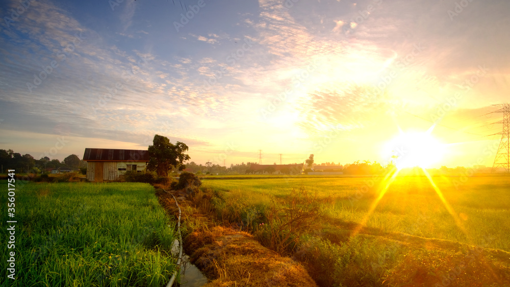 Fototapeta premium Beautiful Paddy farm at Setulang Daeng, Malacca during sunrise with Rays of Light