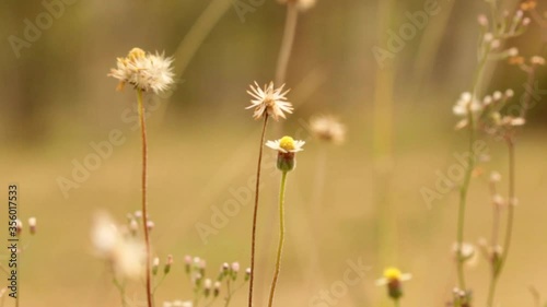 The golden yellow grass that has movement. In close up