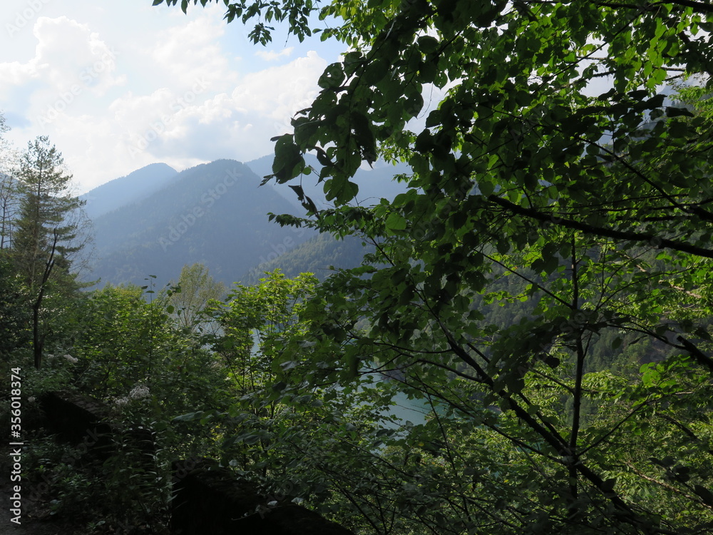 trees in the mountains