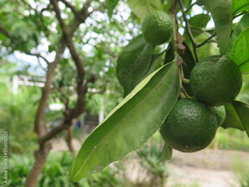 Wallpaper Mural lime tree with fruits Torontodigital.ca