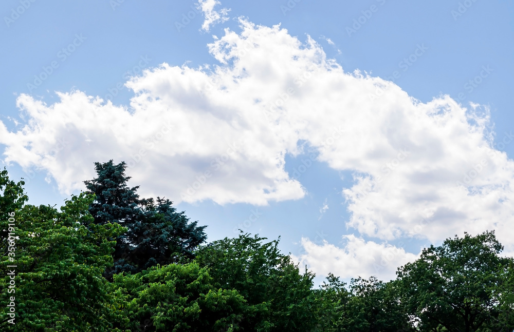 Blue skies with white clouds above trees on a bright sunny day