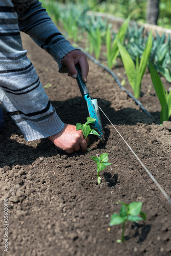 Close up of gardener's hands planting a pepper seedling in the vegetable garden - selective focus