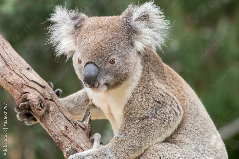 Naklejka premium Koala