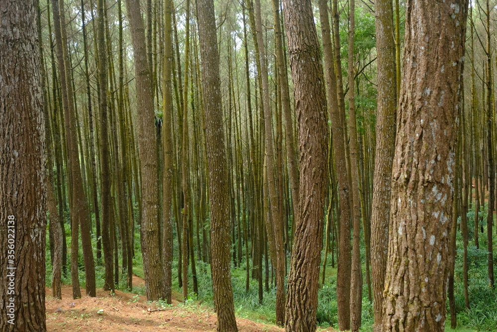 beautiful pine forest. Latin name for pine is Pinus. Pine forests are widely spread throughout the world. beautiful pine forest. Latin name for pine is Pinus. Pine forests are widely spread throughout the world.