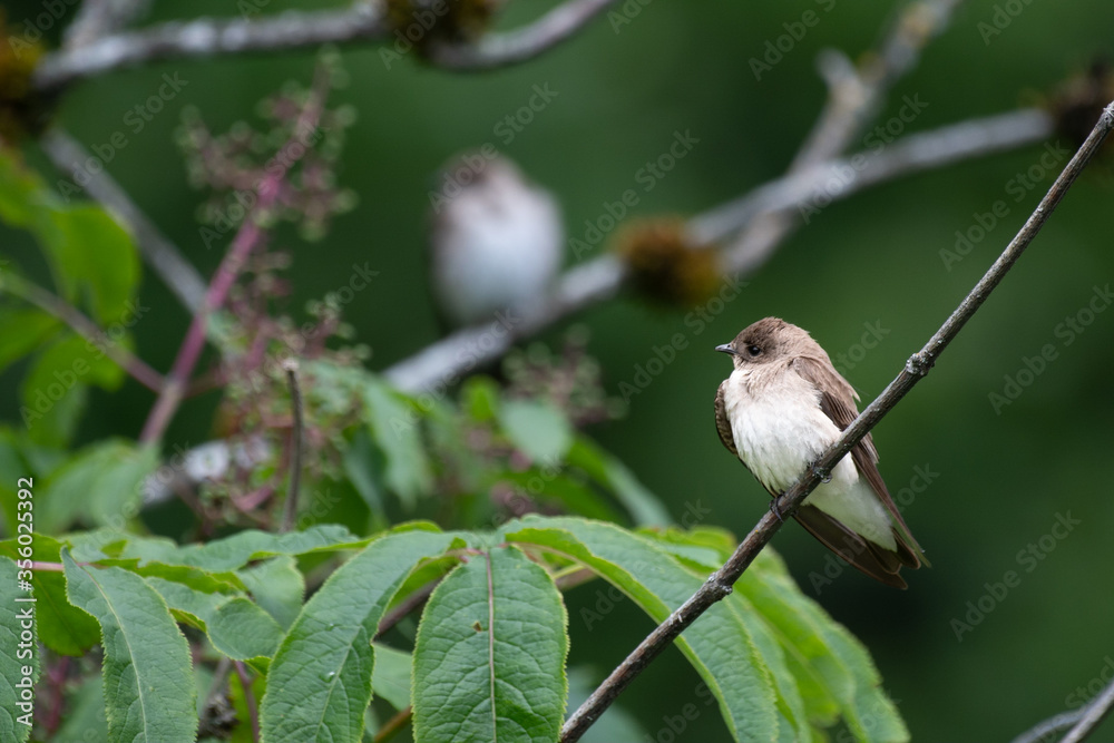 A pair of swallows perching A pair of swallows perching