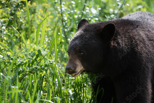 Black bear searching for food photo