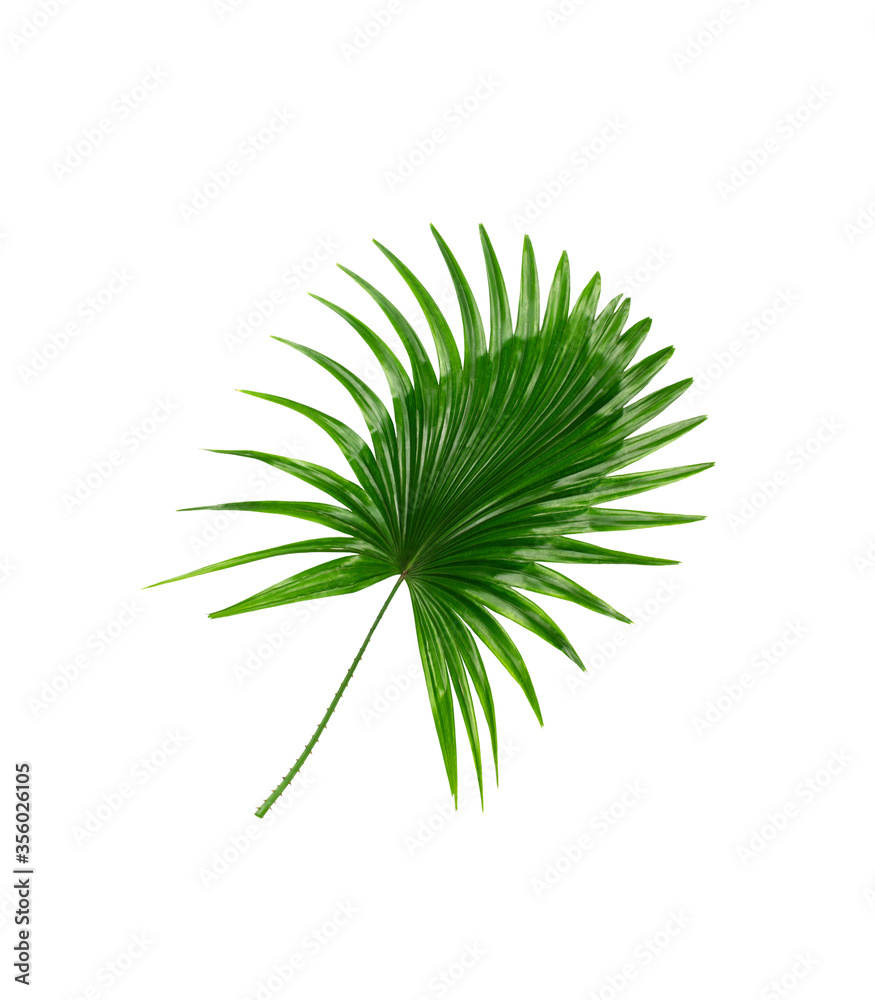 Green leaves of palm tree on white background Green leaves of palm tree on white background