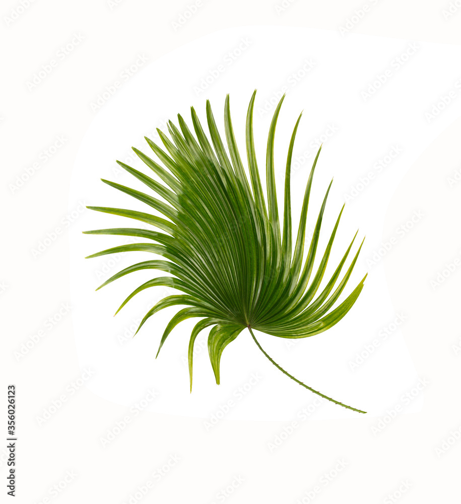 Fototapeta premium Green leaf of palm tree background