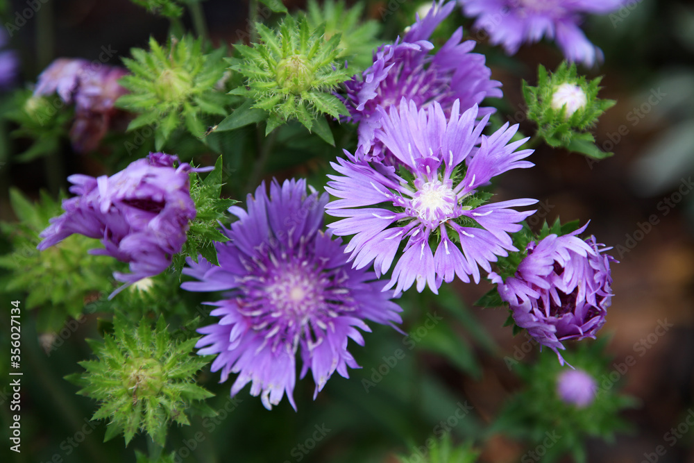 Beautiful purple Aster flowers outside in garden surrounded by green leaves Beautiful purple Aster flowers outside in garden surrounded by green leaves