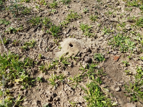 small hole and dirt mound from ground bee insect