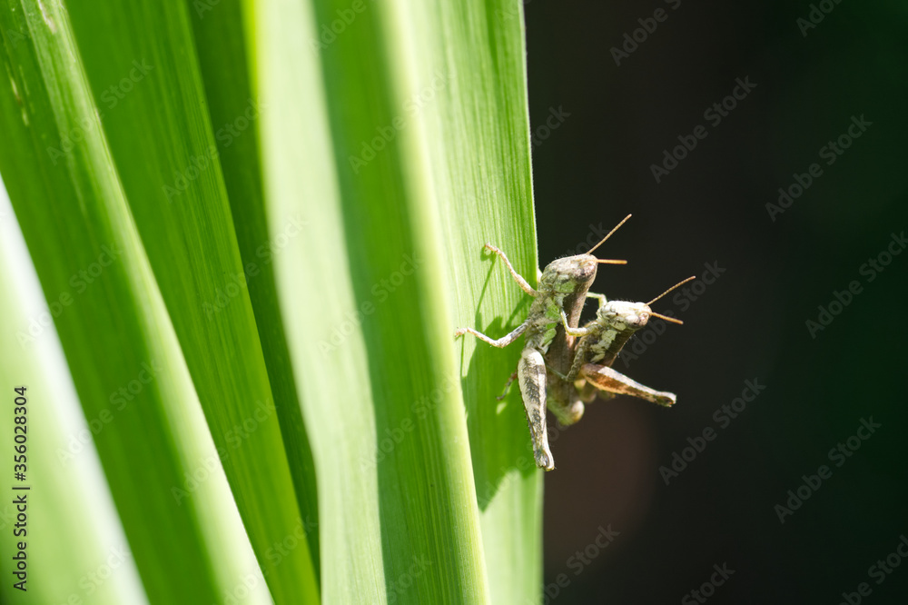 grasshopper on a leaf grasshopper on a leaf