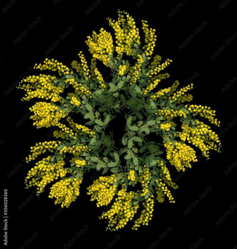 Closeup of beautiful bright yellow wattle flowers with green grey leaves on a black background - obrazy, fototapety, plakaty 