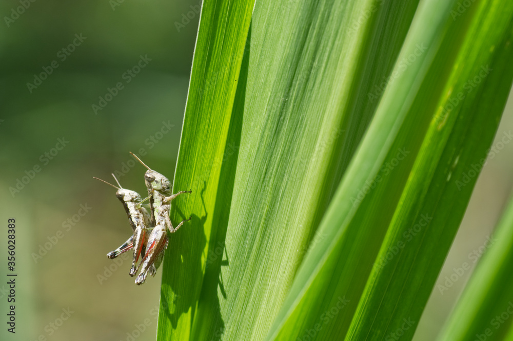 grasshopper on a leaf grasshopper on a leaf
