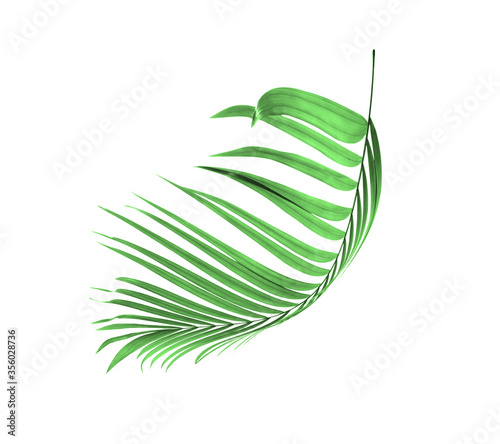 Green leaf of palm tree background photo