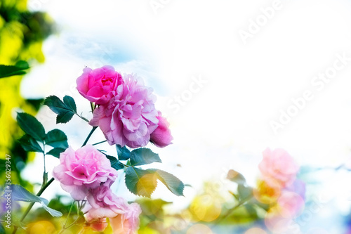 Roses and bokeh background