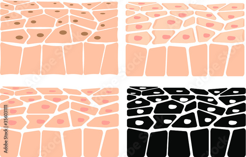 Human skin: the structure of skin cells for the demonstration of creams and skin care products.