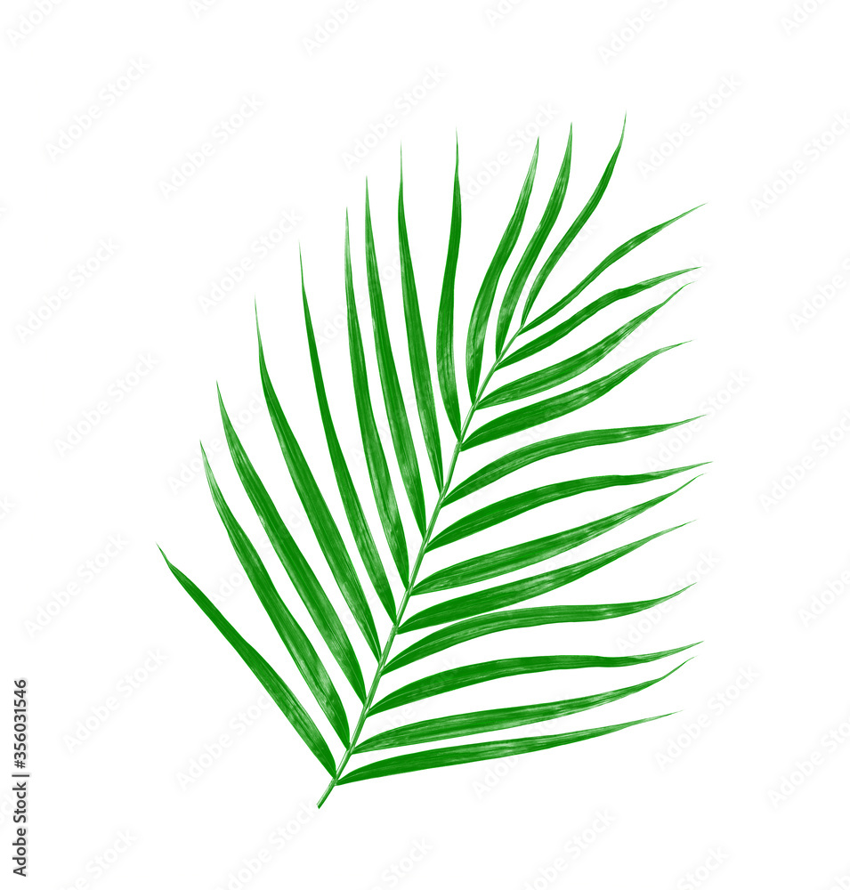 Green leaves of palm tree isolated on white background Green leaves of palm tree isolated on white background