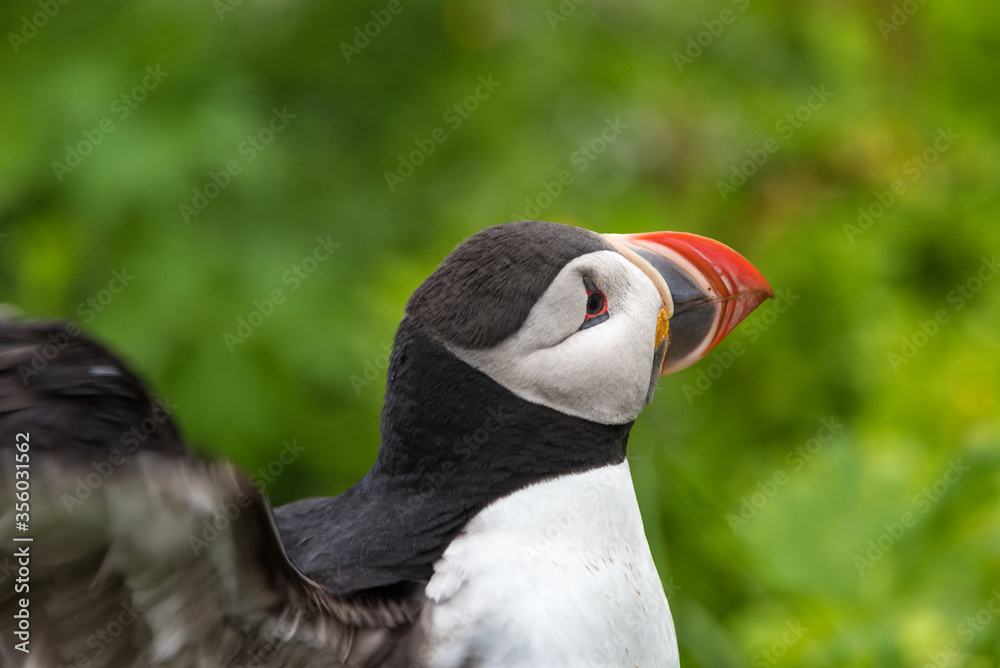The Atlantic puffin (Fratercula arctica), also known as the common puffin, is a species of seabird in the auk family. The Atlantic puffin (Fratercula arctica), also known as the common puffin, is a species of seabird in the auk family.