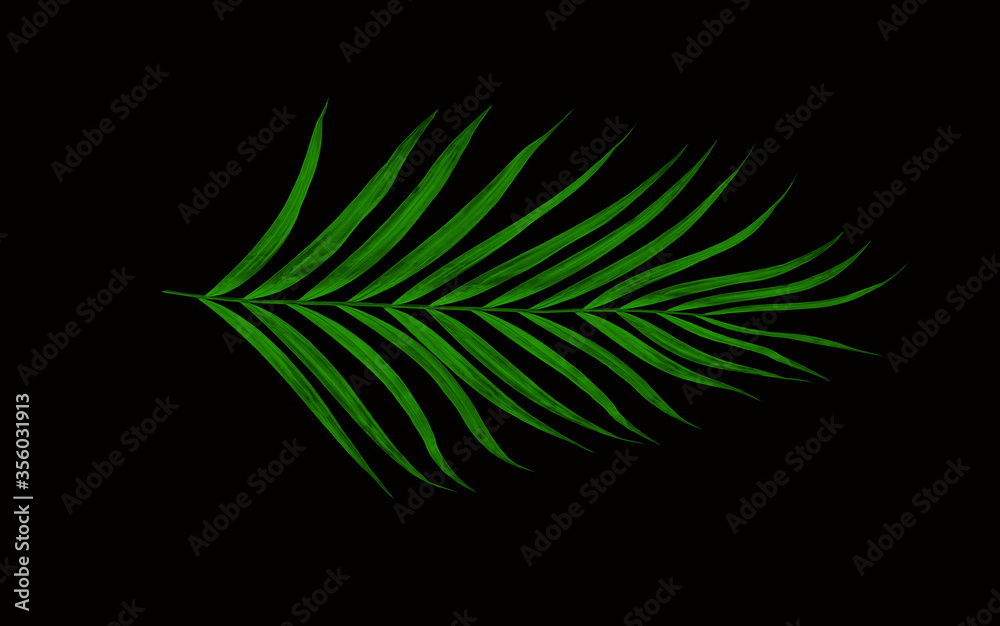 Green leaves of palm tree isolated on black background