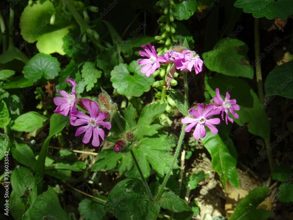 Fleurs roses Fleurs roses