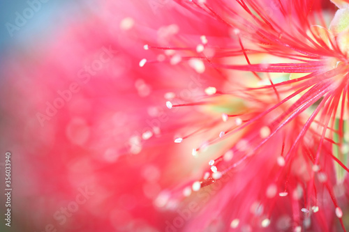 Closeup of stunning red bottle brush flower